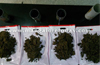 Customs Seizes Marijuana worth Rs.5 Lakhs at Mangalore Airport